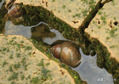 ​田螺怎么养殖注意事项（田螺的养殖方法与管理要点）