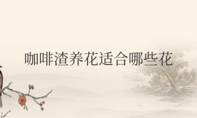 ​咖啡渣养花适合哪些花（咖啡渣怎么发酵做肥料）