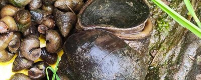 ​福寿螺为什么叫福寿螺