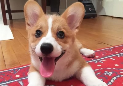 ​柯基多久洗一次澡合适（家里养柯基犬的5大误区）