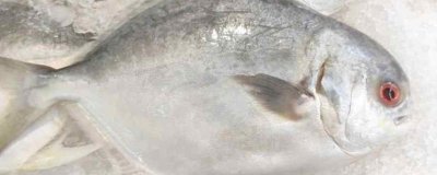 ​鲳鱼的营养价值及营养成分