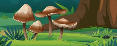 ​金钱菇的营养价值及营养成分