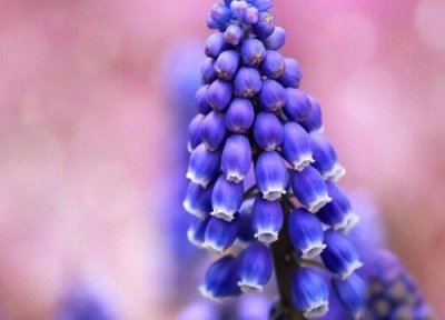 ​葡萄风信子花语及代表意义