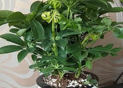 ​鸭掌木开花的征兆是什么寓意（鸭掌木开花是怎么回事）