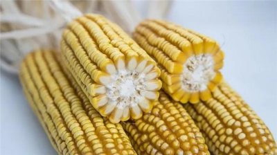 ​黄水晶新单58玉米种特征特性