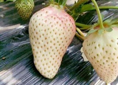​白色草莓叫什么名字多少钱一斤