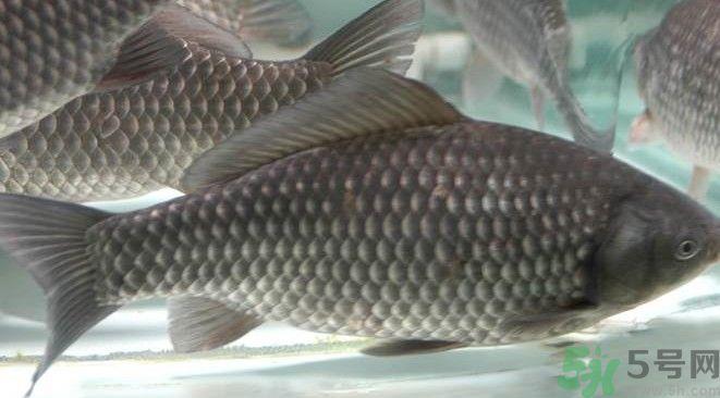 吃鱼真的能变聪明吗？喝鱼汤有什么好处？