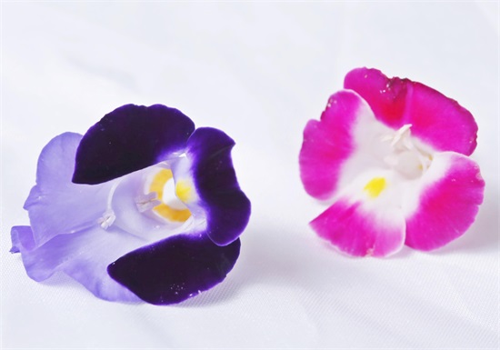 可以吃的花有哪些图片 好看又好吃