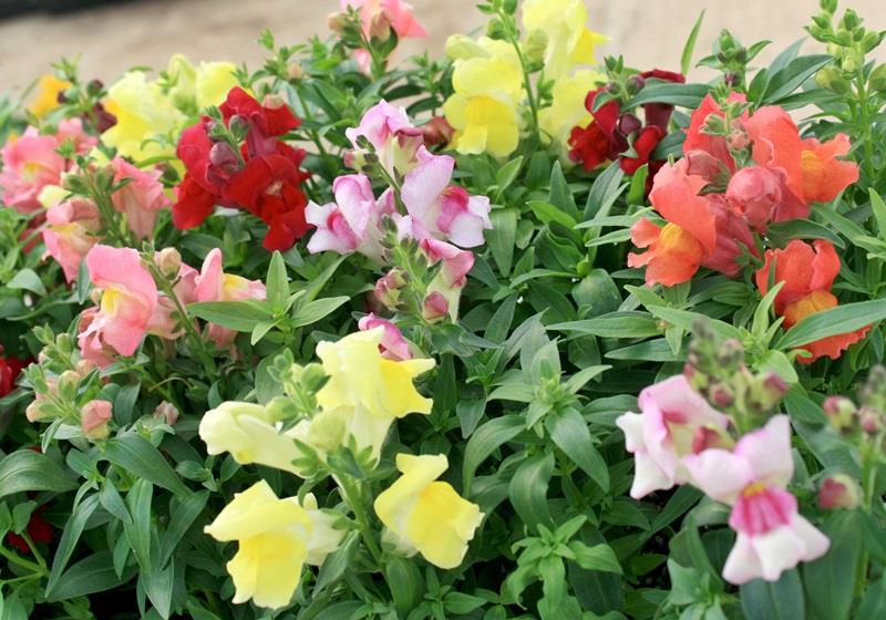 可以吃的花有哪些图片 好看又好吃