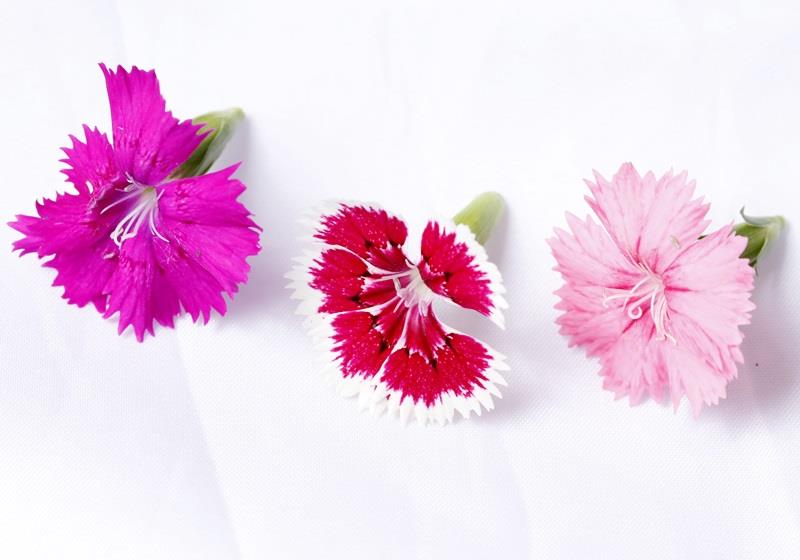 可以吃的花有哪些图片 好看又好吃