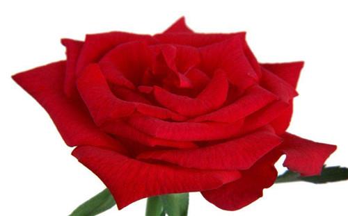 可以吃的花有哪些图片 好看又好吃