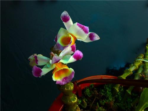 可以吃的花有哪些图片 好看又好吃