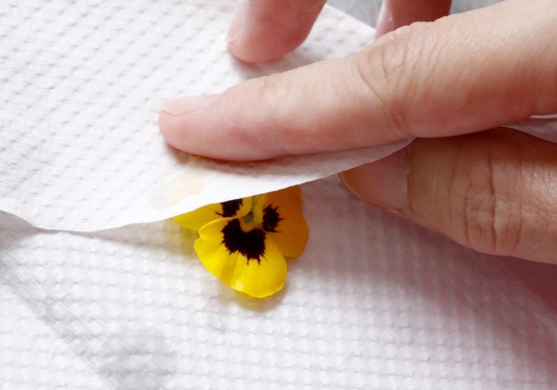 可以吃的花有哪些图片 好看又好吃