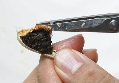 阳澄湖大闸蟹怎么吃？食阳澄湖大闸蟹注意事项