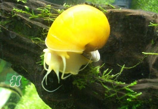 福寿螺是什么样的？福寿螺和田螺的区别