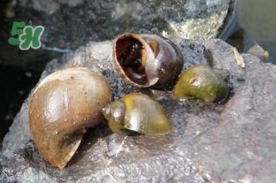 ​福寿螺是什么样的？福寿螺和田螺的区别