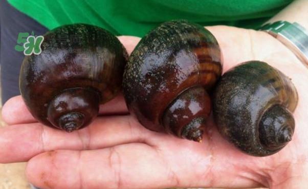 福寿螺是什么样的？福寿螺和田螺的区别