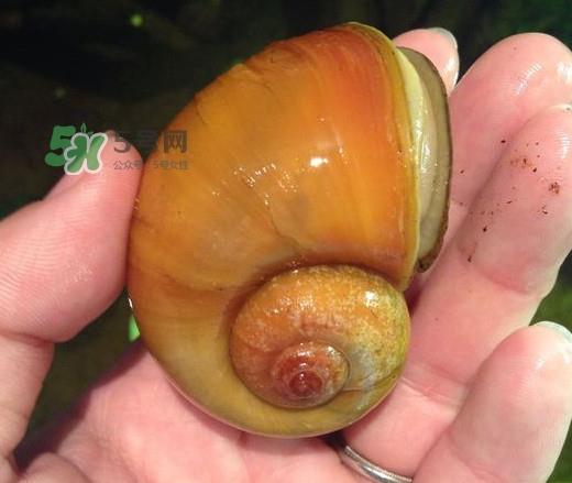 福寿螺是什么样的？福寿螺和田螺的区别