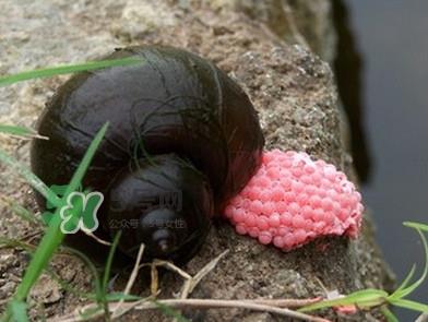 福寿螺是什么样的？福寿螺和田螺的区别