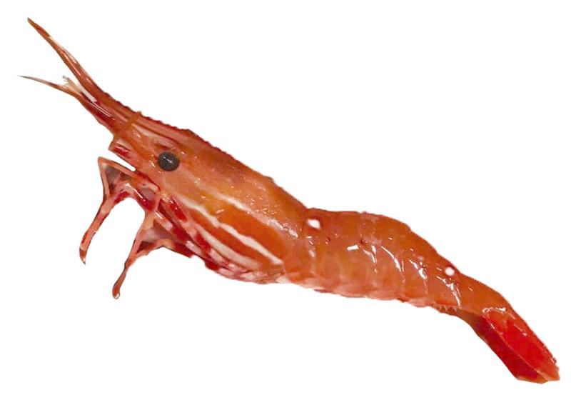 不同品种的基围虾怎么吃最好