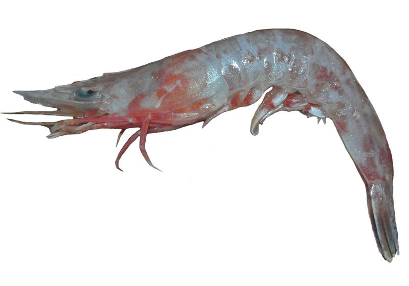 不同品种的基围虾怎么吃最好