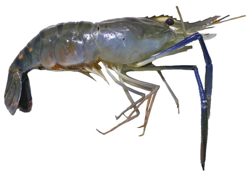 不同品种的基围虾怎么吃最好