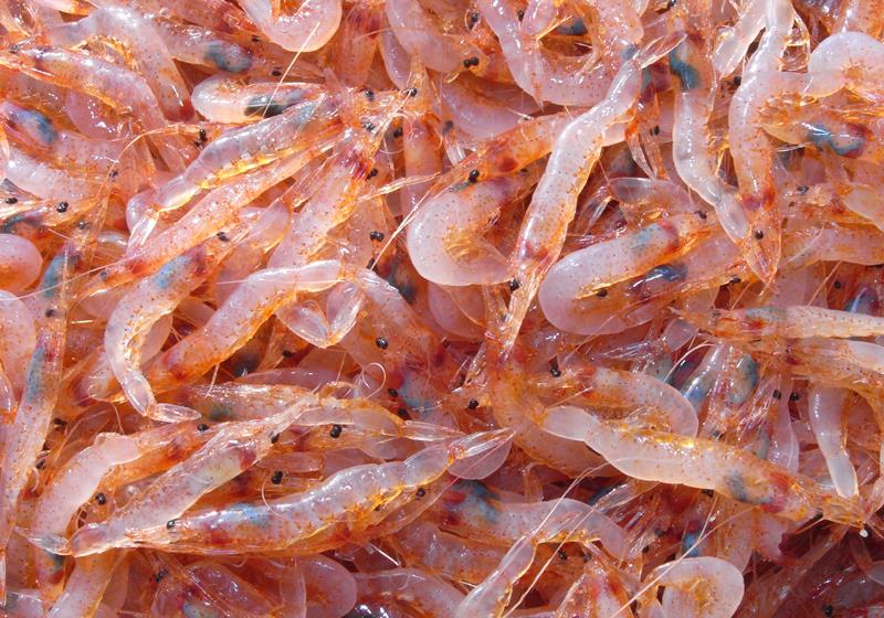 不同品种的基围虾怎么吃最好