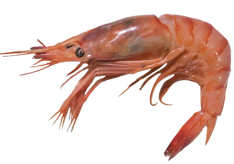 不同品种的基围虾怎么吃最好