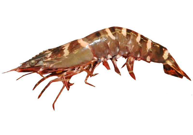 不同品种的基围虾怎么吃最好