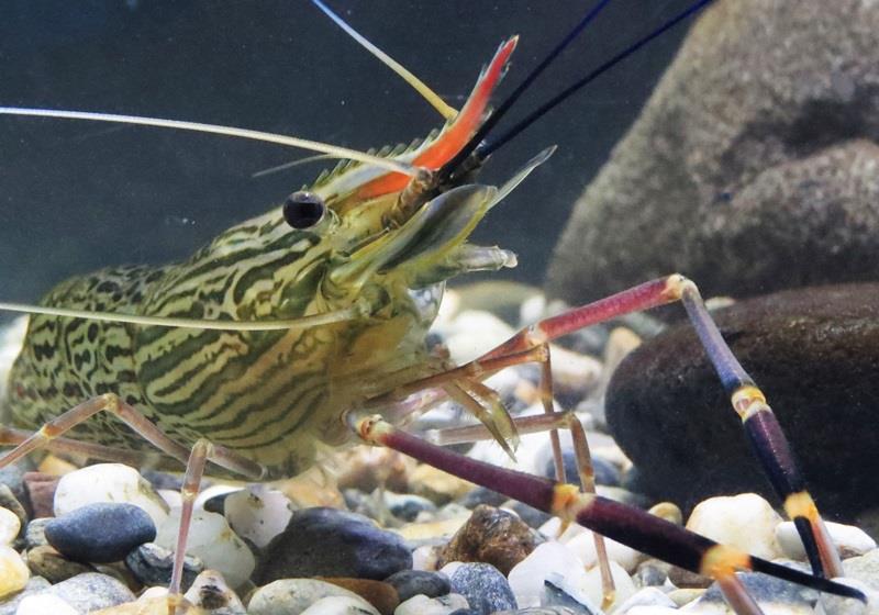 不同品种的基围虾怎么吃最好