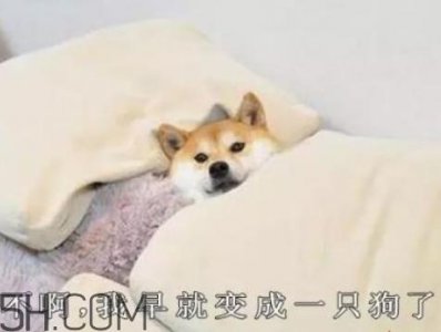 ​单身狗的清香是什么意思 单身狗的清香表情图