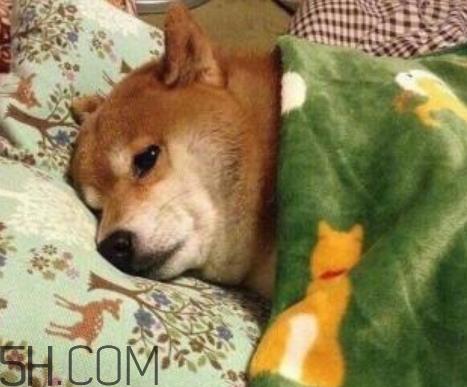 单身狗的清香是什么意思 单身狗的清香表情图　