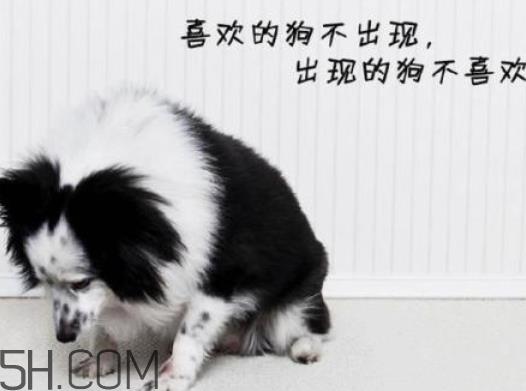 单身狗的清香是什么意思 单身狗的清香表情图　