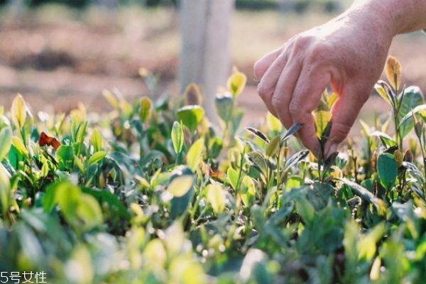 崂山绿茶好喝吗 崂山绿茶苦吗