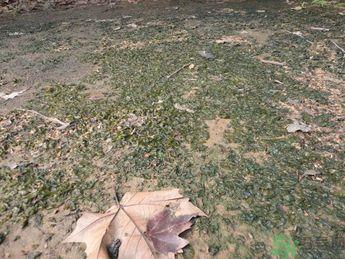 地皮菜孕妇能吃吗？地皮菜孕妇吃好吗？