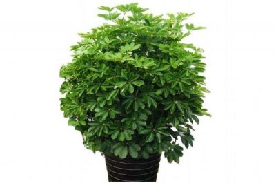 ​什么是鸭掌木呢 鸭掌木有什么作用呢