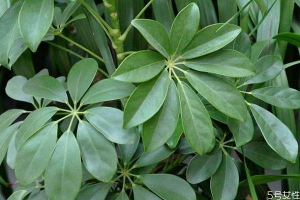 什么是鸭掌木呢 鸭掌木有什么作用呢