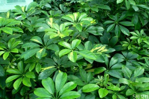 什么是鸭掌木呢 鸭掌木有什么作用呢