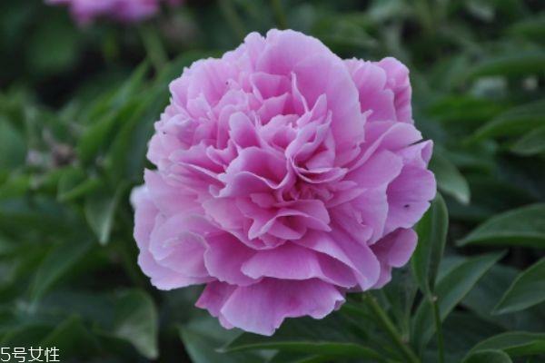 芍药有什么作用呢 芍药的生长环境是怎么样的呢