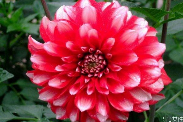 大丽花的花语是什么呢 大丽花种植注意是什么呢