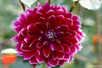 ​大丽花的花语是什么呢 大丽花种植注意是什么呢