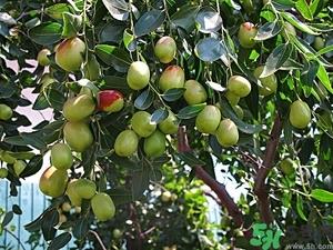 冬枣怎么洗才干净？冬枣如何清洗？