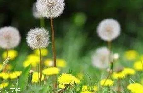 蒲公英和婆婆丁的区别 其实是另一种称呼