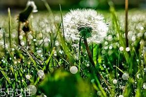 蒲公英和婆婆丁的区别 其实是另一种称呼