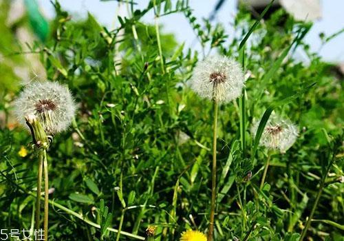 蒲公英和婆婆丁的区别 其实是另一种称呼