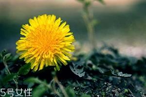 蒲公英茶能减肥吗？要这样搭配