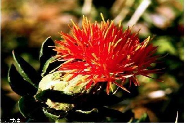 什么是藏红花呢 藏红花有什么作用呢