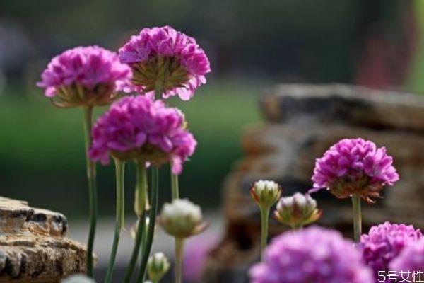 海石竹是一种什么植物呢 海石竹的作用有什么呢