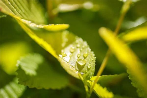小满后面是什么节气 小满之后的节气介绍
