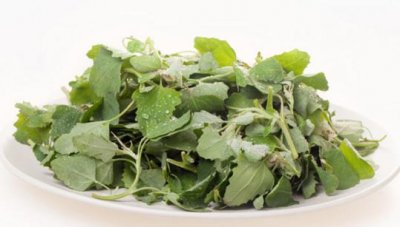 ​灰灰菜不能和什么一起吃？灰灰菜不能和什么同吃